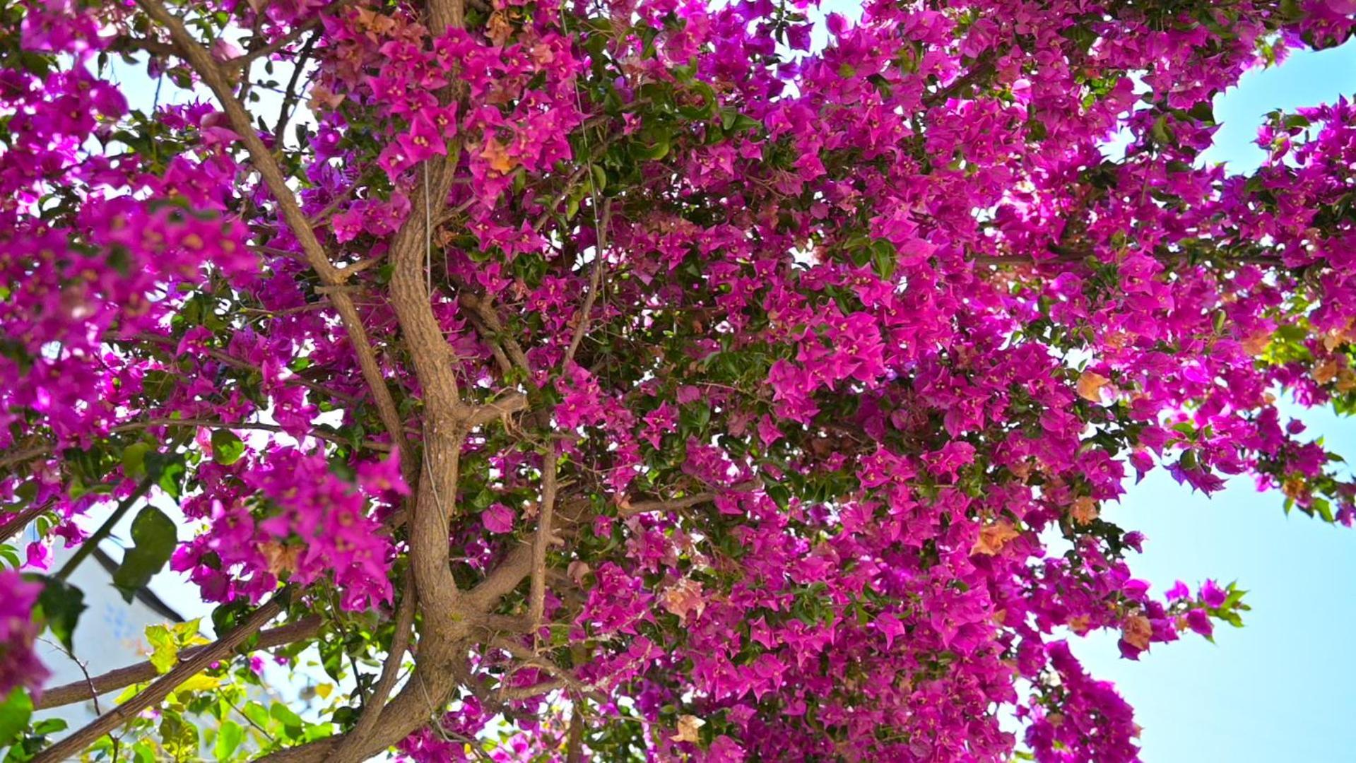 Bougainville Bay Hotel ซารานเดอ ภายนอก รูปภาพ Bougainvillea